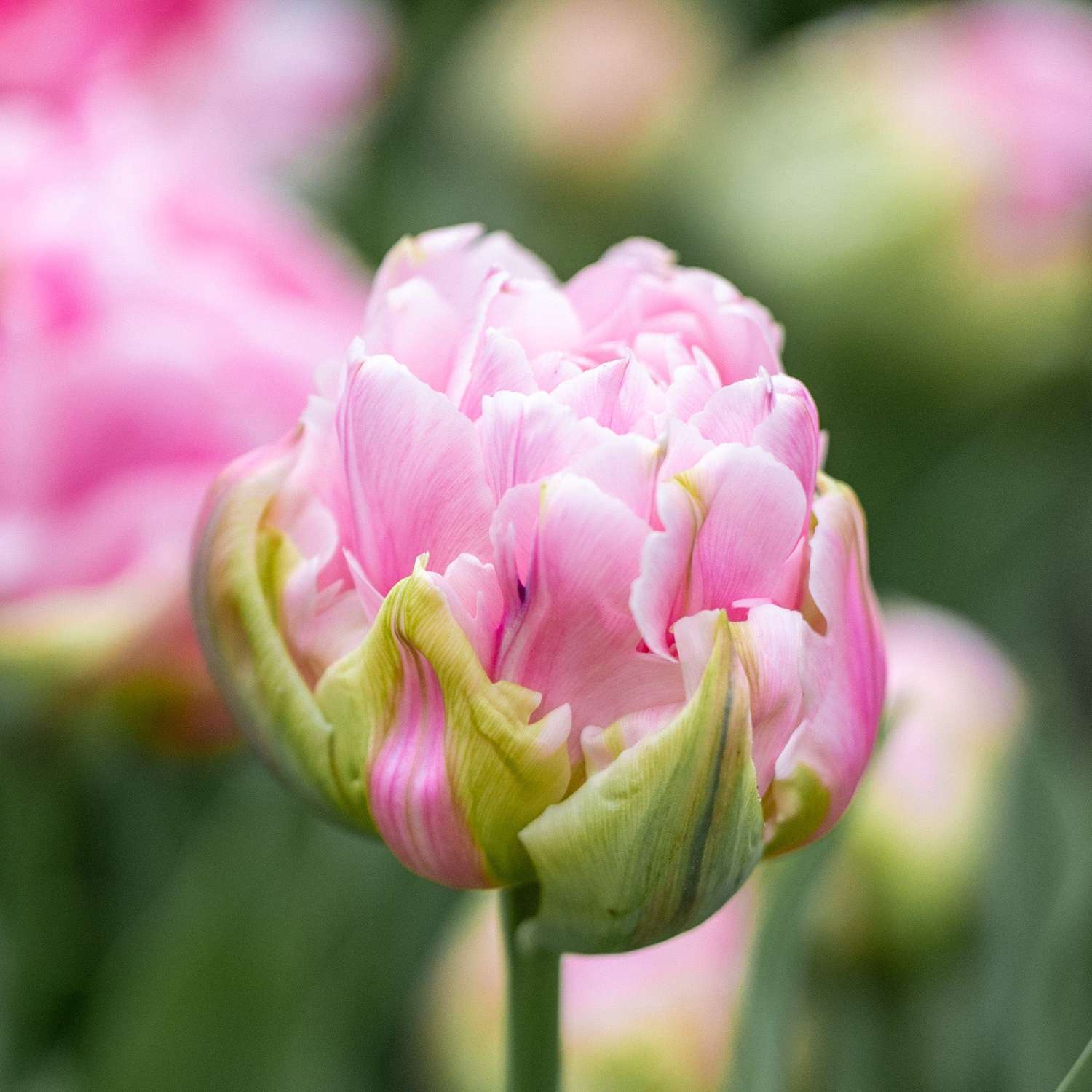 Tulip 'Amorosa'